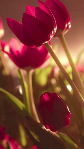 Beautiful Tulips iPhone Wallpaper HD