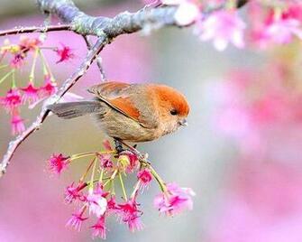 Delightful Collection Of Spring Wallpaper Crazy Frankenstein We