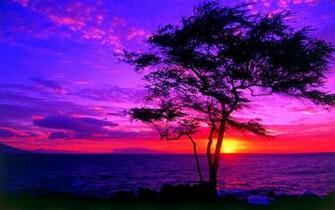 Lavender Wide Wallpaper High Definition Quality Widescreen