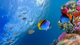Ocean Fish Live Wallpaper Offers You Gorgeous Animated Background Of