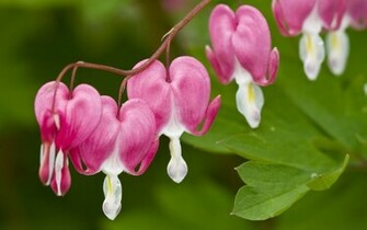 Purple Orchids Exotic Flowers Wallpaper