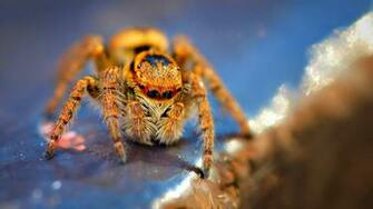 Macro Photography Spider HD Wallpaper Wallpaper55 Best