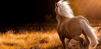 Horse Wallpaper X Net