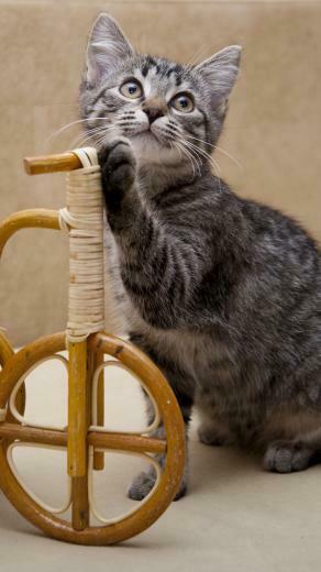 Wallpaper Kitten Invention Bicycle iPhone