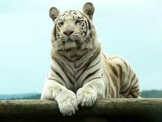 Bengal White Tiger Desktop Wallpaper