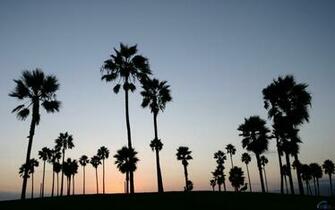 Venice Beach California Wallpaper On
