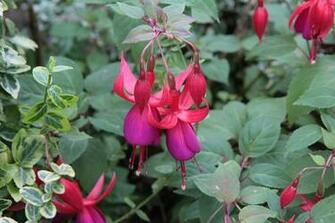 HD Wallpaper Fushia Red Flowering Flowers Plant