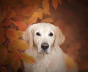 Golden Retriever Dog Resolution Wallpaper HD
