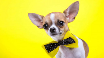 Brown Chihuahua Dog With Bowtie 3axy2hbnrui8s7wa Wallpaper