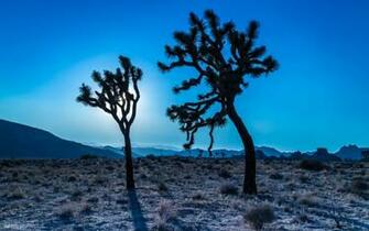 Joshua Tree National Park HD Wallpaper All