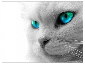 Kitty Cats Wallpaper
