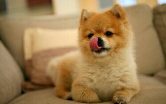 Funny Puppy Wallpaper HD Background Desktop