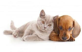 Cats Dogs Dachshund Animals Baby Cat Dog Kitten Wallpaper