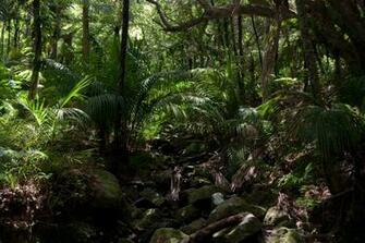 File Name Jungle Wallpaper For Pc Full HD Pictures