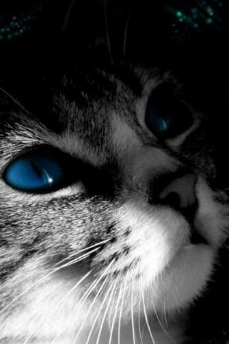 Creepy Cat iPhone Wallpaper Background And Themes