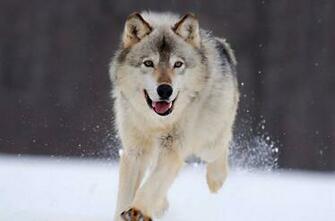 Cute Wolf Wallpaper HD