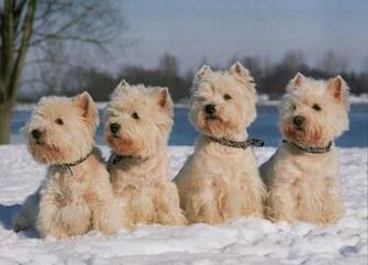 Christine Skirrow Mini Gallery Westie Terrier De 4 Jpg