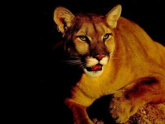 Cat Wallpaper Big Cats