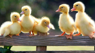Baby Duck Background Wallpaper