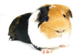 Guinea Pig Wallpaper Cartoon