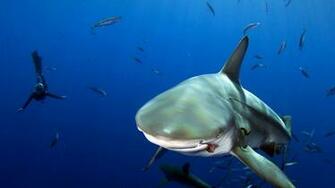 Fishes Water Scuba Nature Depth Shark Fish Diver Image Of And