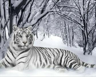 White Tiger Wallpaper Widescreen Weddingdressin