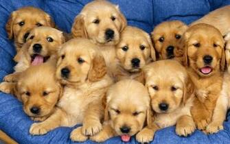 Cute Puppies Wallpaper