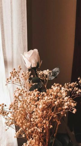 Who Doesn T Like Baby S Breath On We Heart It