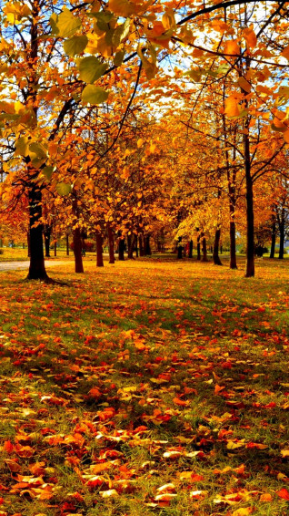 Cute Fall Phone X Wallpaper