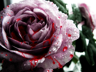 Bloody Rose Wallpaper By Anyelis