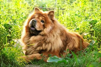 Chow Sweet Dogs Wallpaper