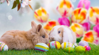 Aesthetic Animals Wallpaper