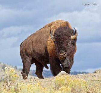 Bison HD Desktop Wallpaper