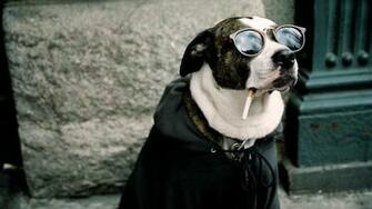 Dog Funny HD Wallpaper Desktop Image