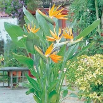 Flowers Flower Plants Exotic Bird Of Paradise