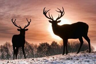 Beautiful Wallpaper Deer