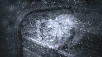 Winter Cats Wallpaper Bench Artwork