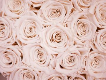 Rose Gold Wallpaper HD Hq