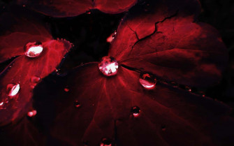 Red Pc Wallpaper