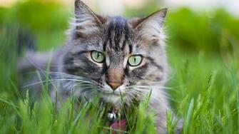 Pick A Kitten Or Cat Up By The Scruff Of Its Neck Only Mother Cats