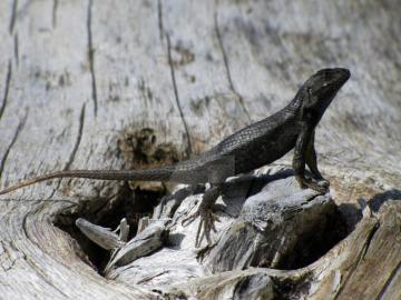 Northern Alligator Lizard By Relle1031 For