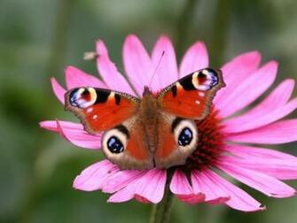 Spring Butterfly Wallpaper HD