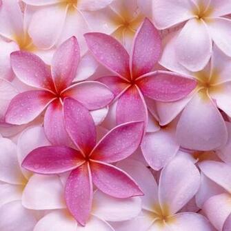 Wallpaper For iPad Spring Beautiful Flowers
