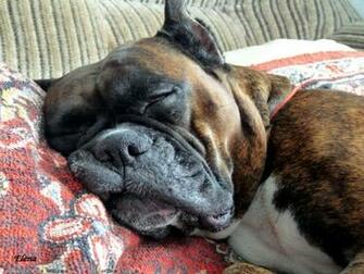 The Boxer Dog Desktop Wallpaper Pictures Online For Computer