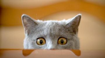 Quit Staring At Me Wallpaper And Background Image