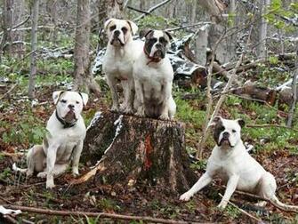 Four American Bulldog In The Forest Puppies Wallpaper Picture