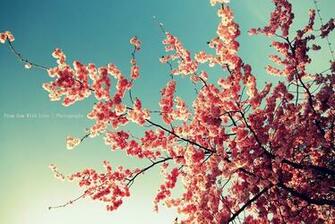 Beautiful Spring Wallpaper HDwallpaper Background
