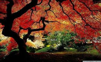 Beautiful Autumn HD Desktop Wallpaper Mobile Dual Monitor