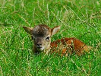 Easter Lamb Wallpaper Picture