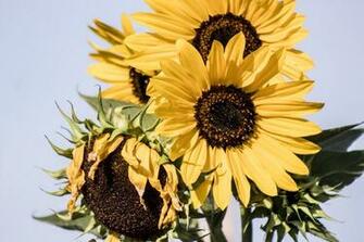 Best Girasol Pictures Image